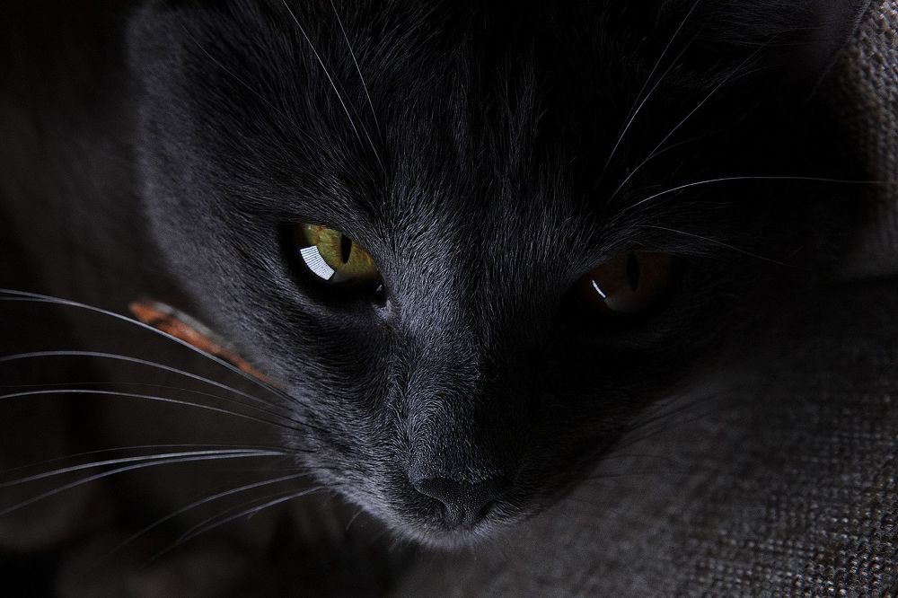 В каждом коте живет маленький демон. Ну это как свет поставить 