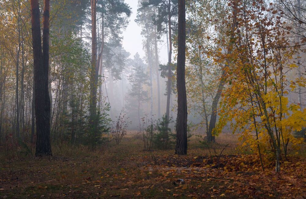 Сумерки