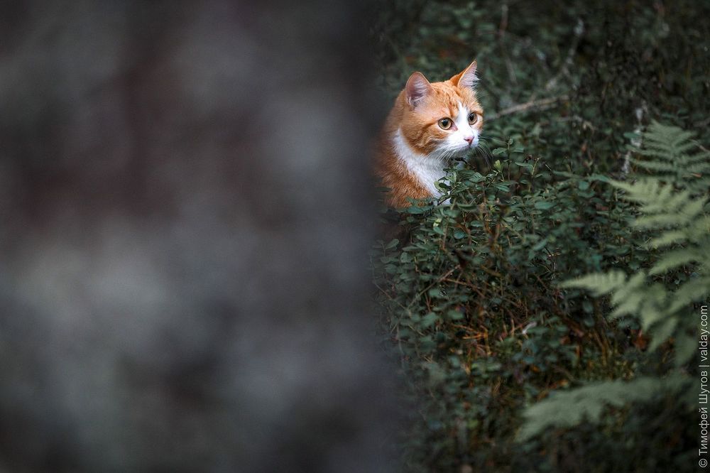 Кот