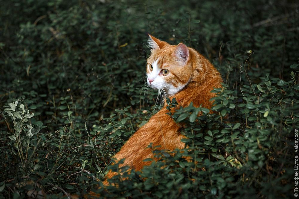 Кот