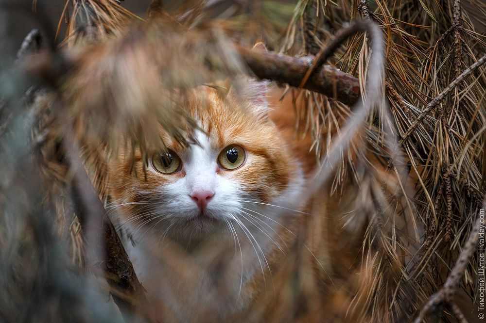 Кот