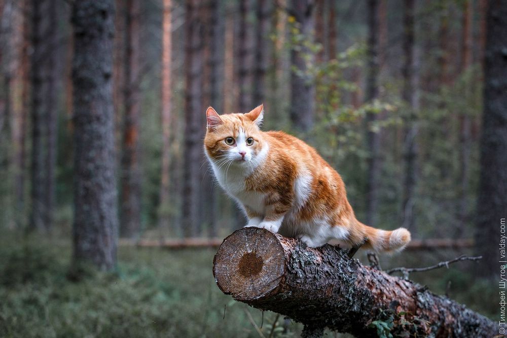 Кот