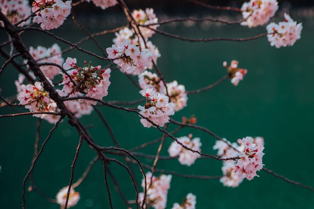 Pink and emerald