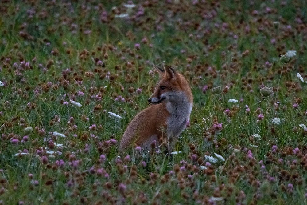 Red fox at dawn