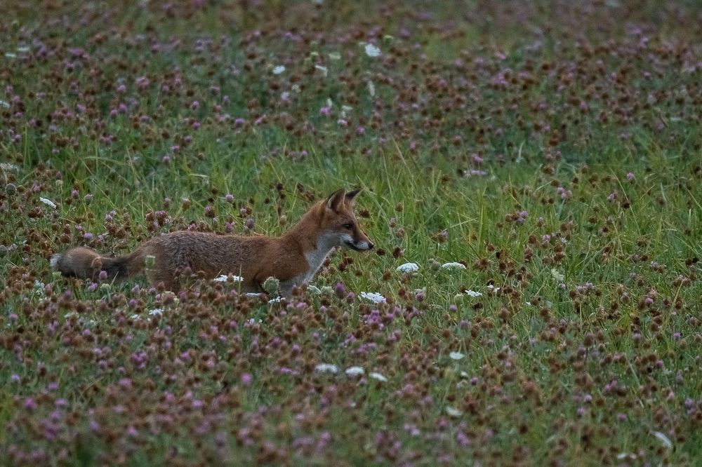 Red fox at dawn