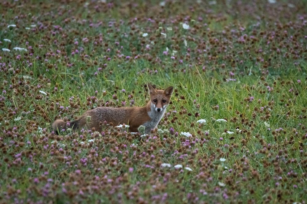 Red fox at dawn