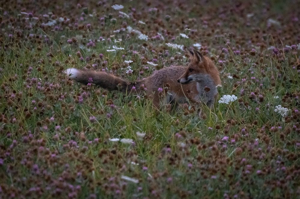 Red fox at dawn