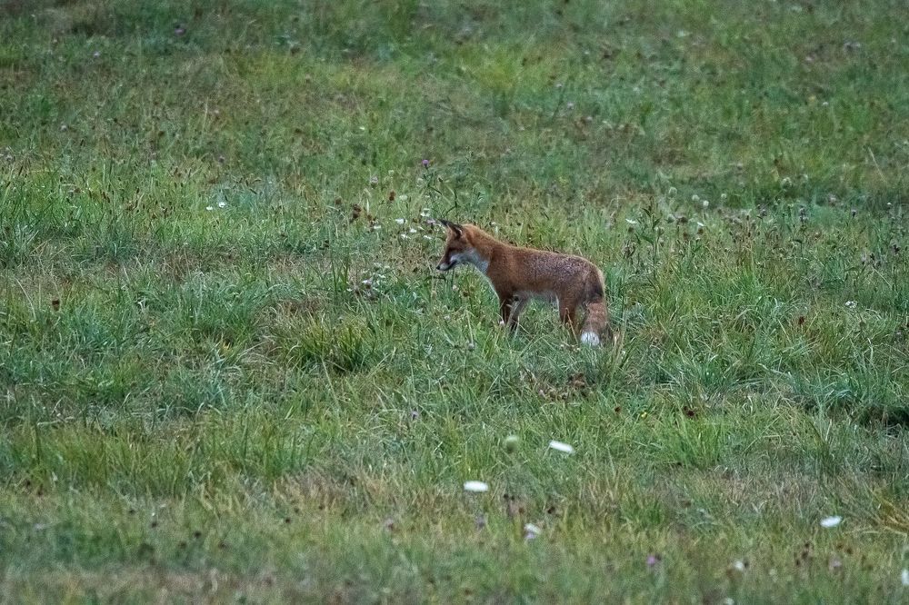 Red fox at dawn