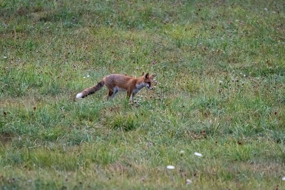 Red fox at dawn
