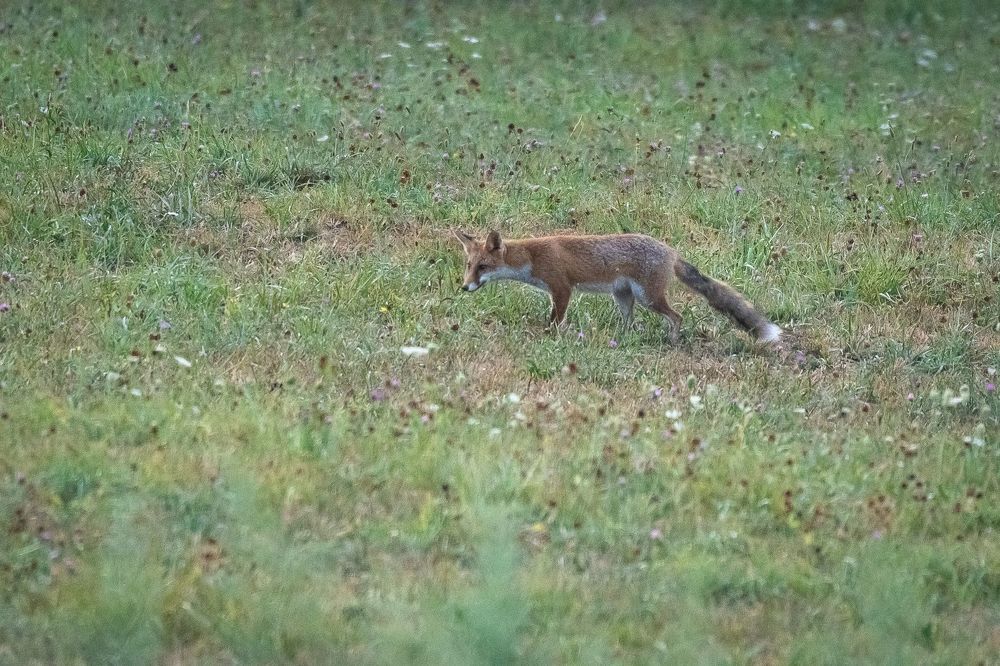 Red fox at dawn