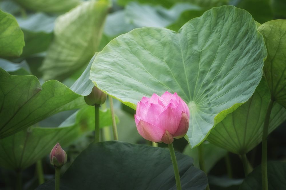 ***