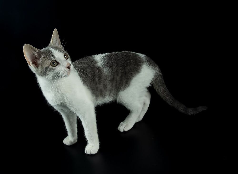 Cat Sage.  Котенок Сэйдж