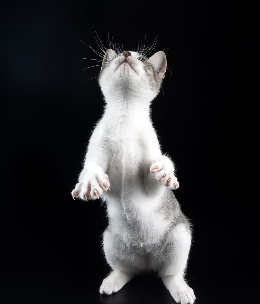 Cat Sage.  Котенок Сэйдж