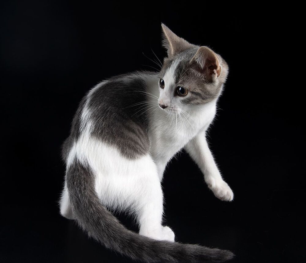 Cat Sage.  Котенок Сэйдж