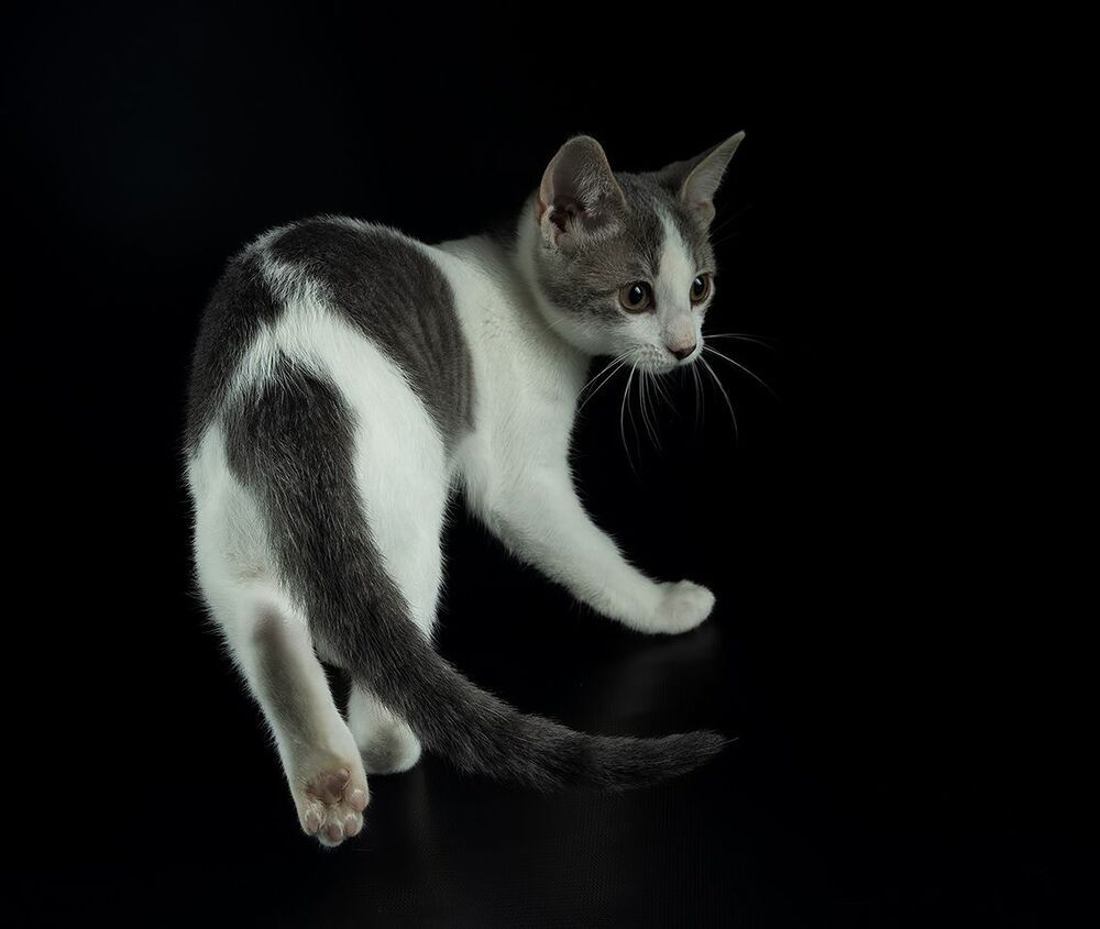 Cat Sage.  Котенок Сэйдж