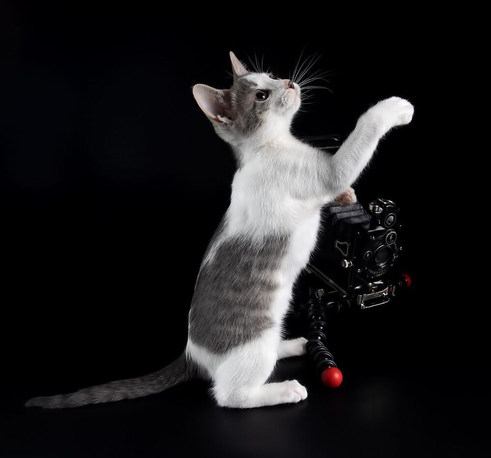 Cat Sage.  Котенок Сэйдж