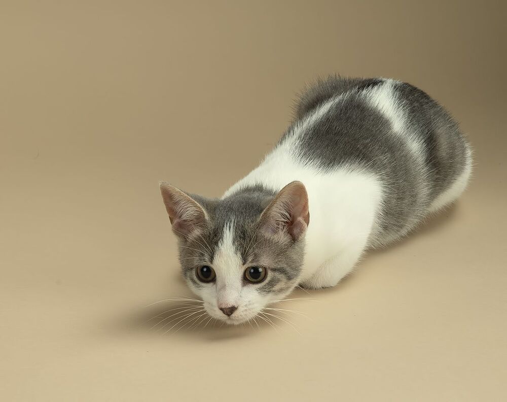 Cat Sage.  Котенок Сэйдж