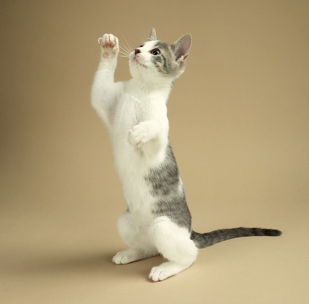 Cat Sage.  Котенок Сэйдж