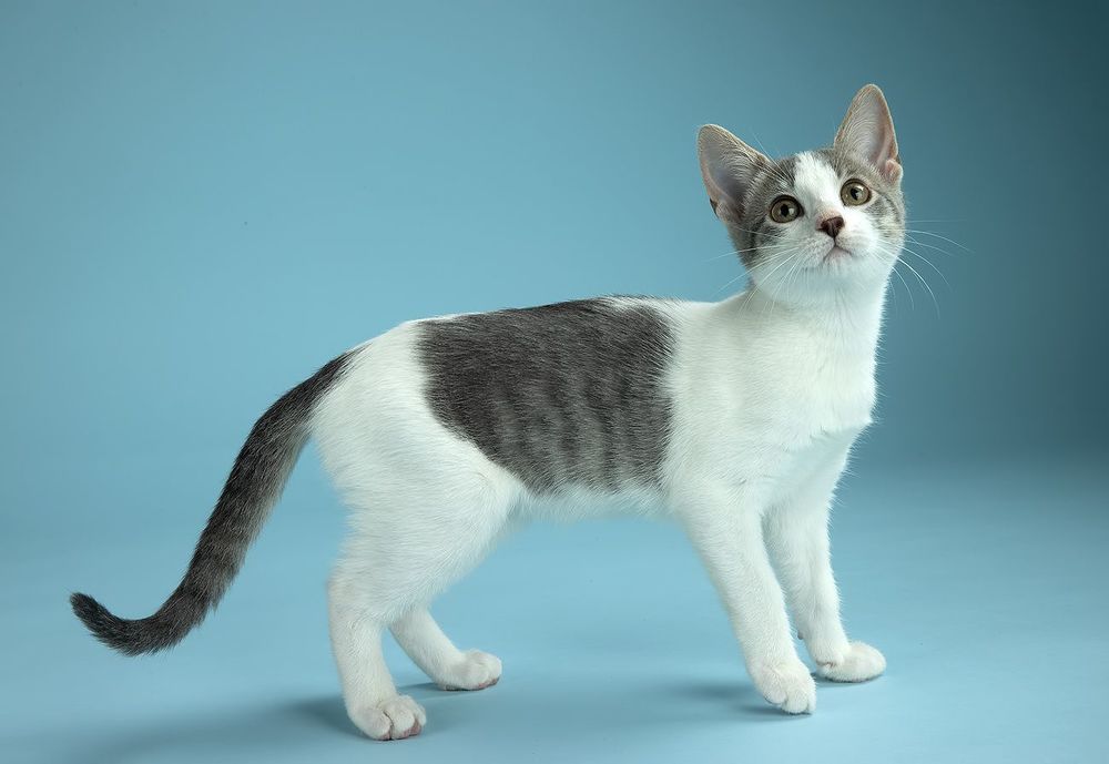 Cat Sage. Котенок Сэйдж
