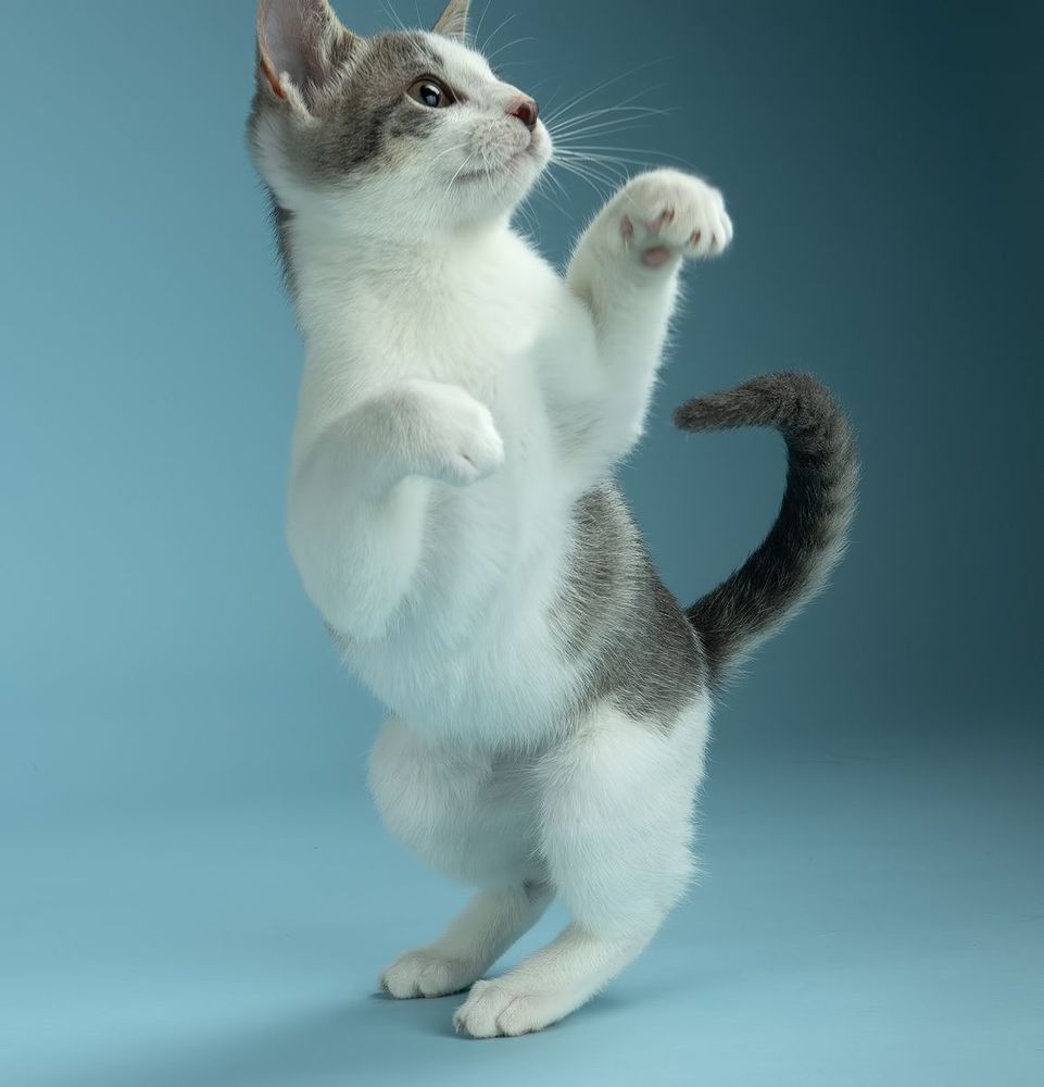 Cat Sage. Котенок Сэйдж