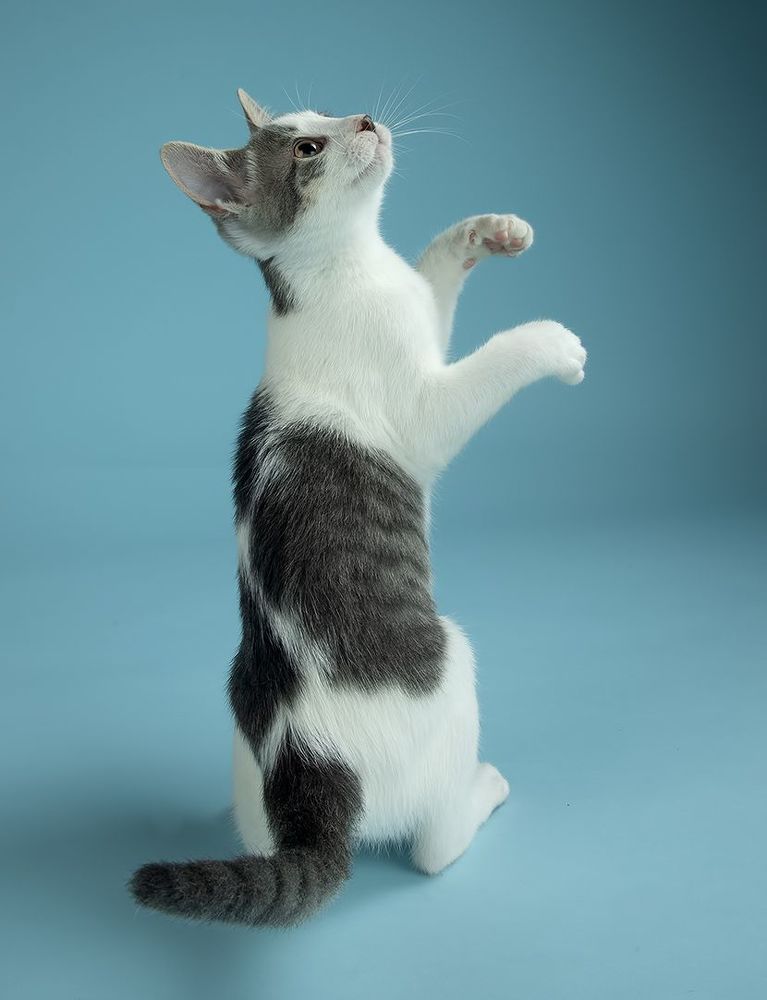 Cat Sage. Котенок Сэйдж