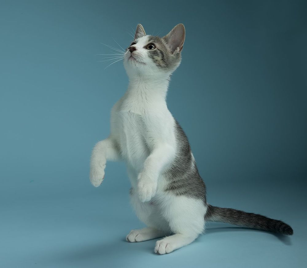 Cat Sage. Котенок Сэйдж
