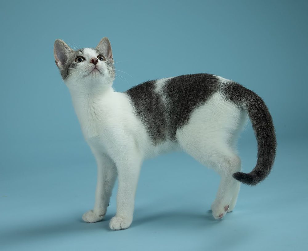 Cat Sage. Котенок Сэйдж