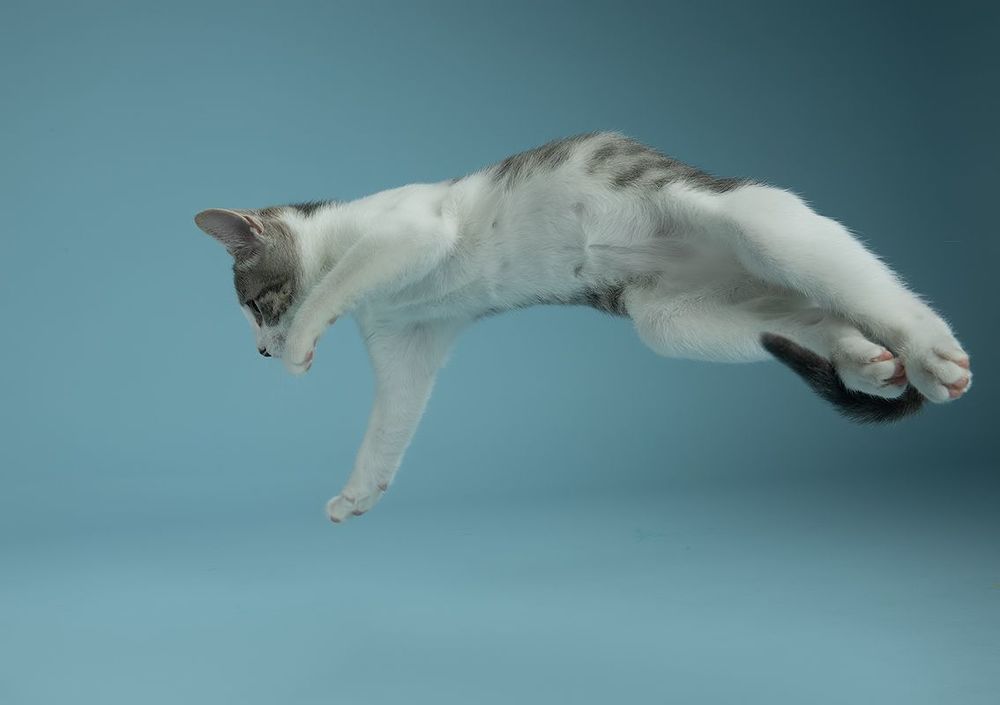 Cat Sage. Котенок Сэйдж