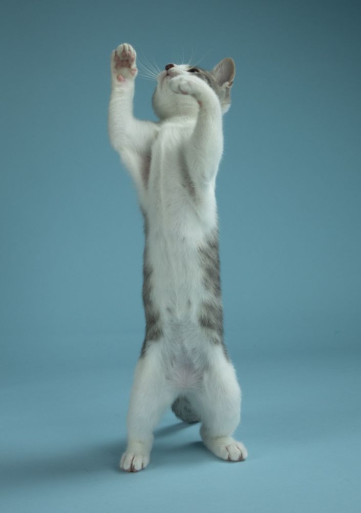 Cat Sage. Котенок Сэйдж