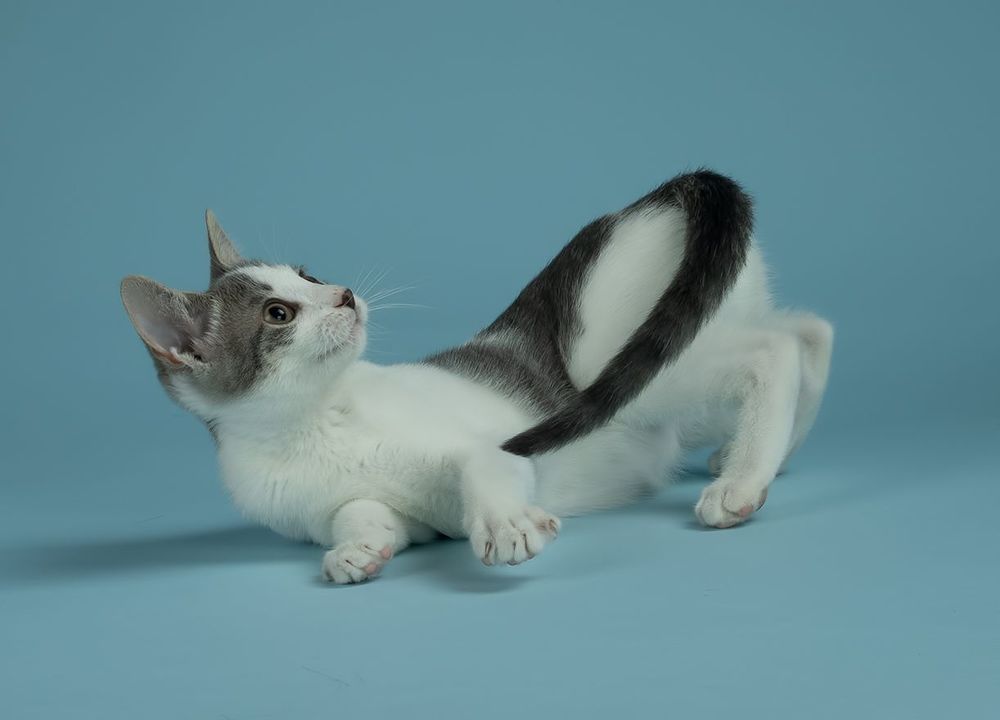 Cat Sage. Котенок Сэйдж