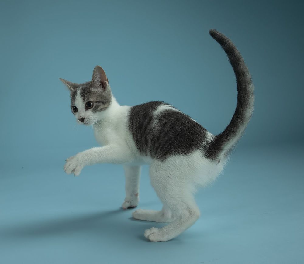 Cat Sage. Котенок Сэйдж