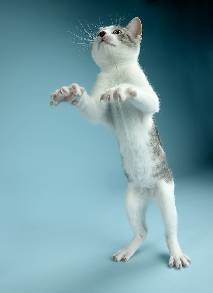 Cat Sage. Котенок Сэйдж