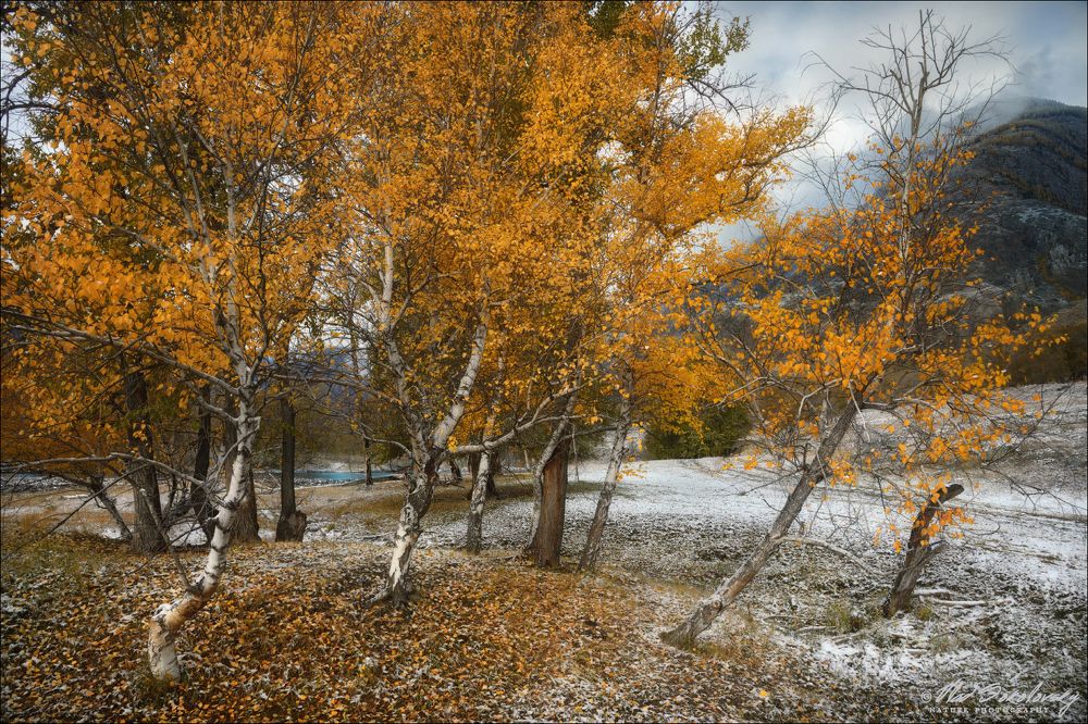 Березовая осень