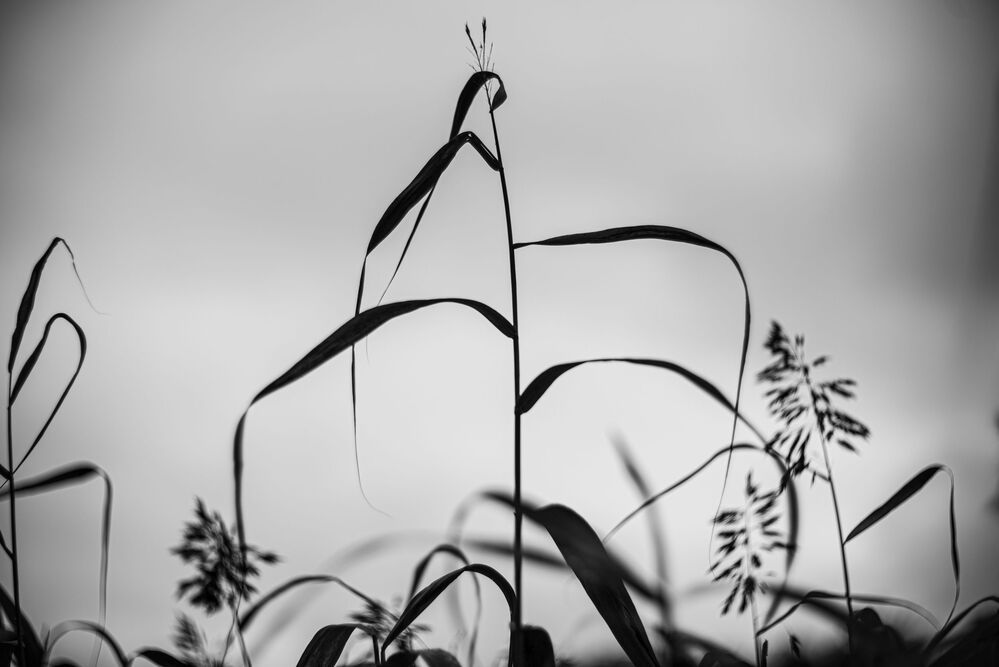 Photo 1767971