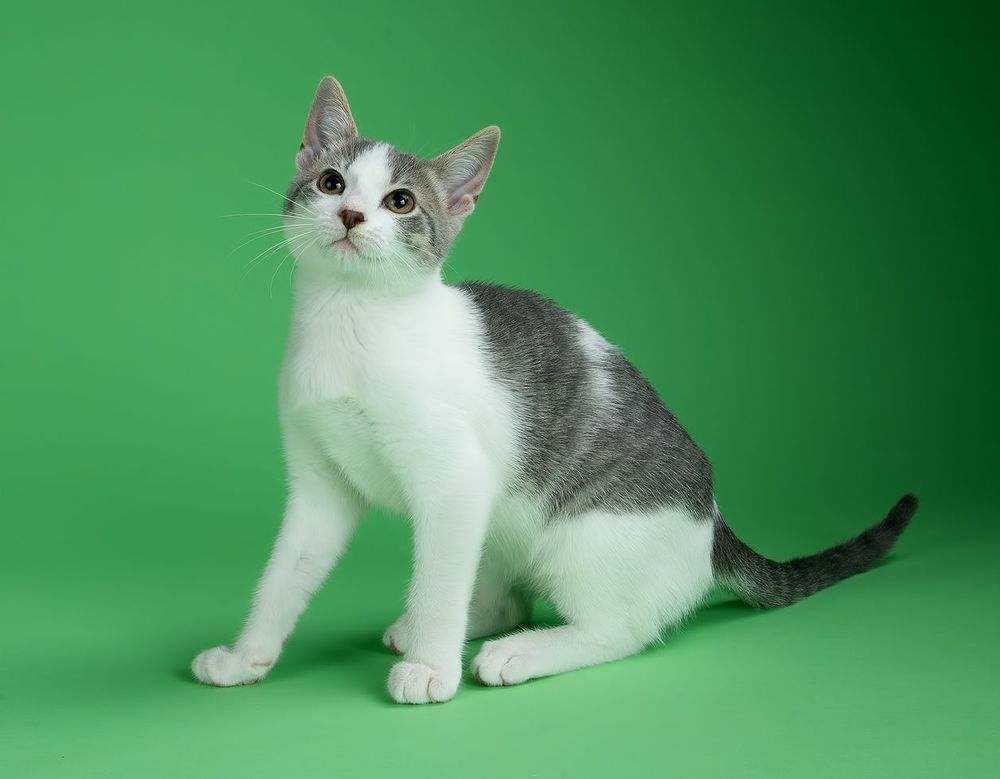 Cat Sage. Котенок Сэйдж