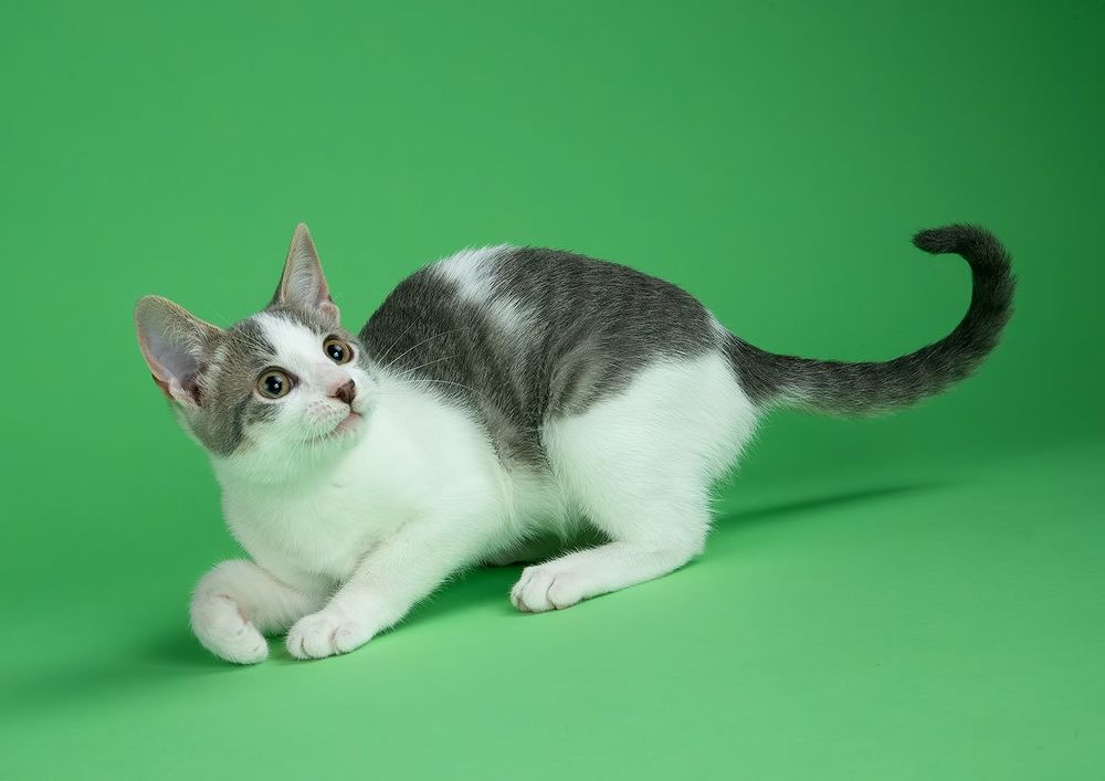 Cat Sage. Котенок Сэйдж