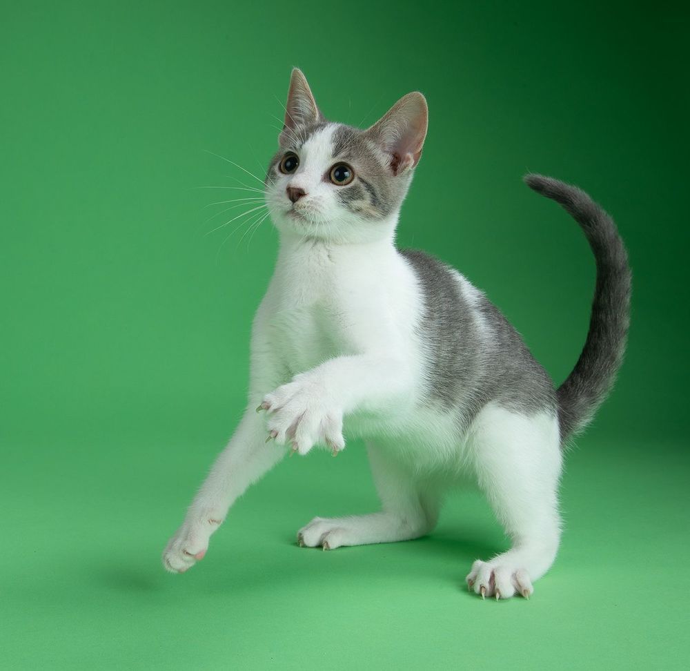 Cat Sage. Котенок Сэйдж