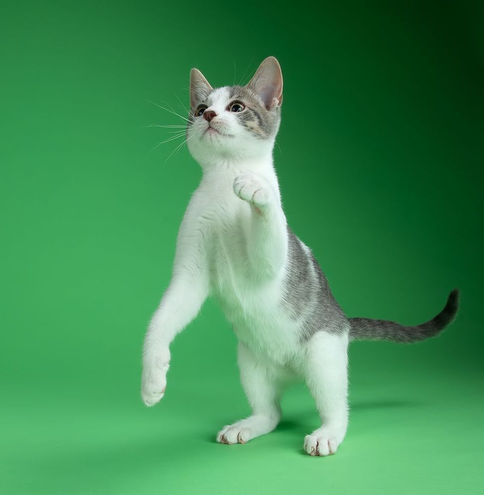 Cat Sage. Котенок Сэйдж