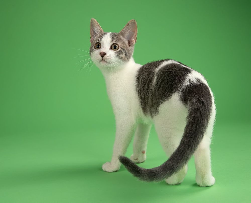 Cat Sage. Котенок Сэйдж