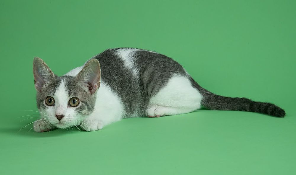 Cat Sage. Котенок Сэйдж