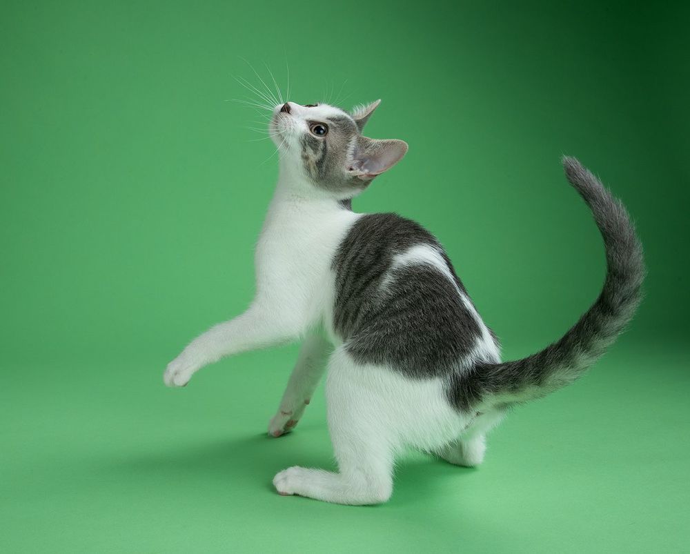 Cat Sage. Котенок Сэйдж