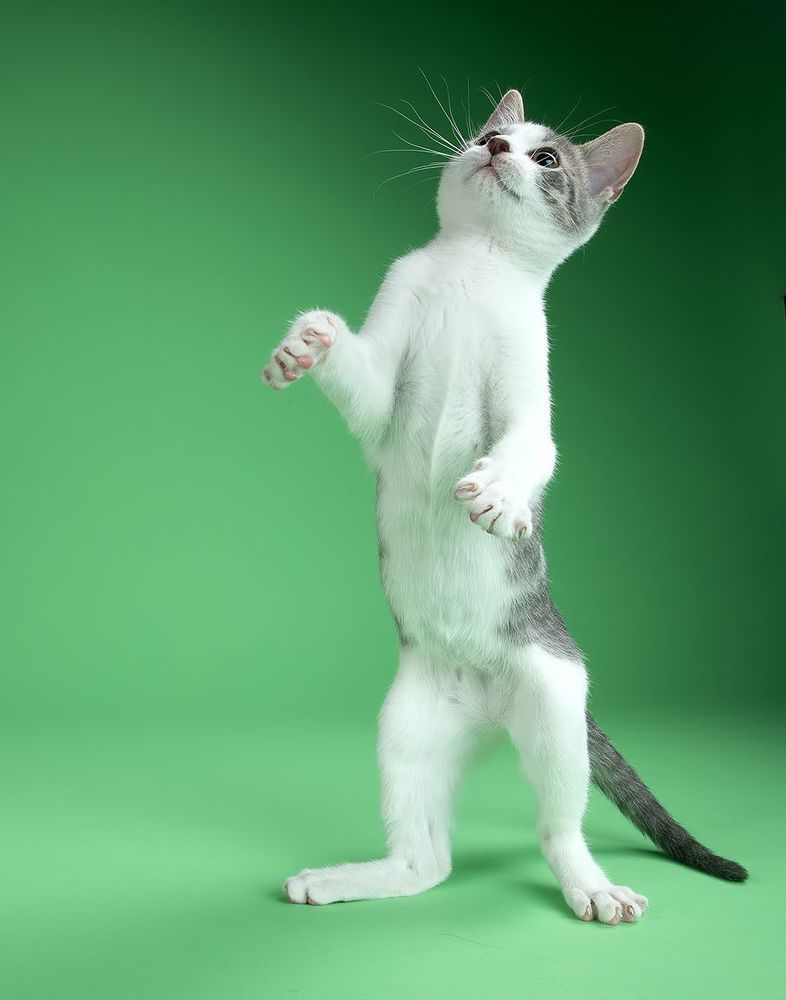 Cat Sage. Котенок Сэйдж
