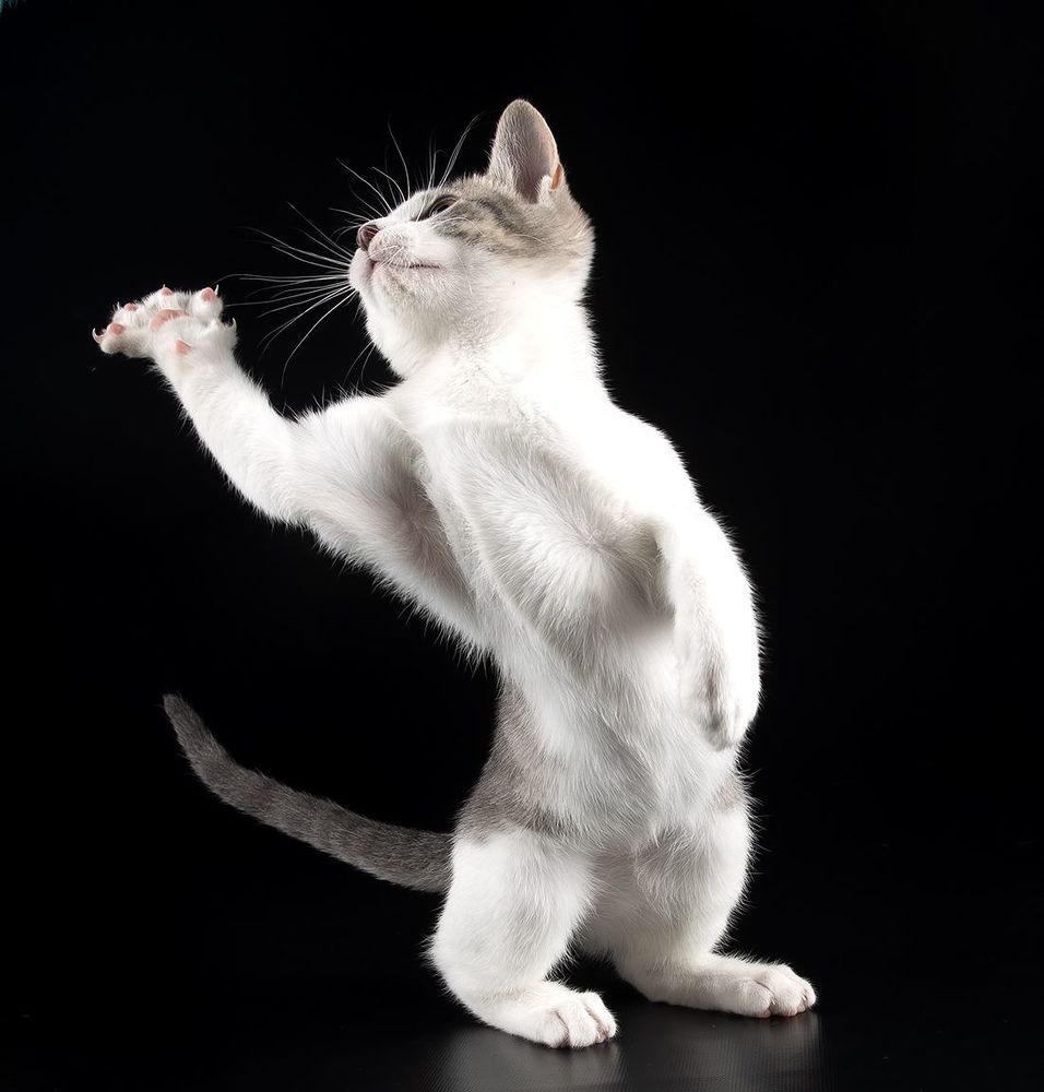 Kitten Sage. Котенок Сэйдж