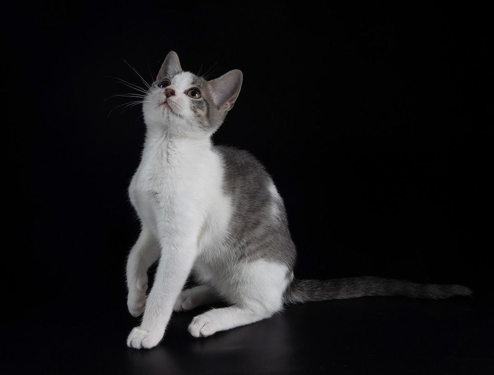 Kitten Sage. Котенок Сэйдж