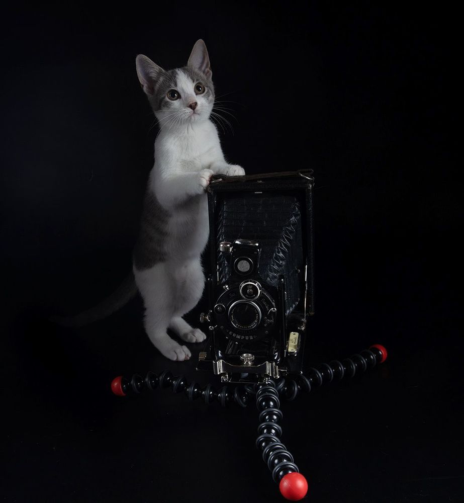 Kitten Sage. Котенок Сэйдж