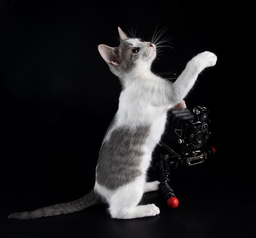 Kitten Sage. Котенок Сэйдж