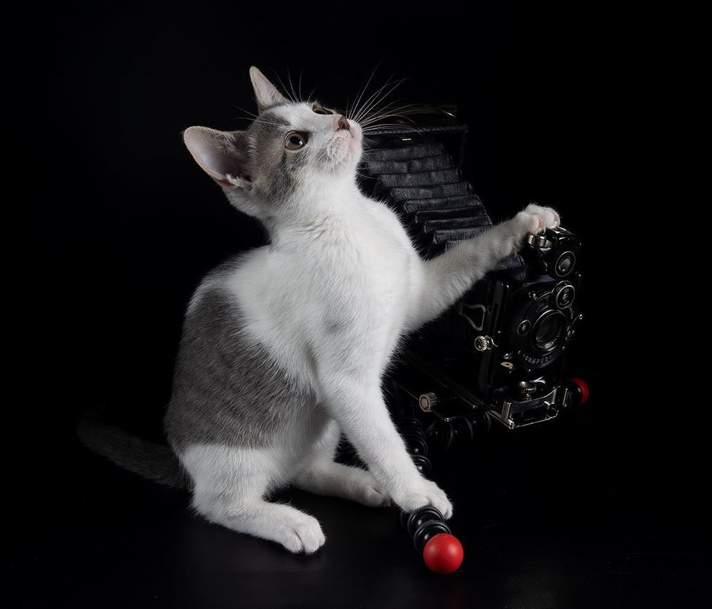 Kitten Sage. Котенок Сэйдж