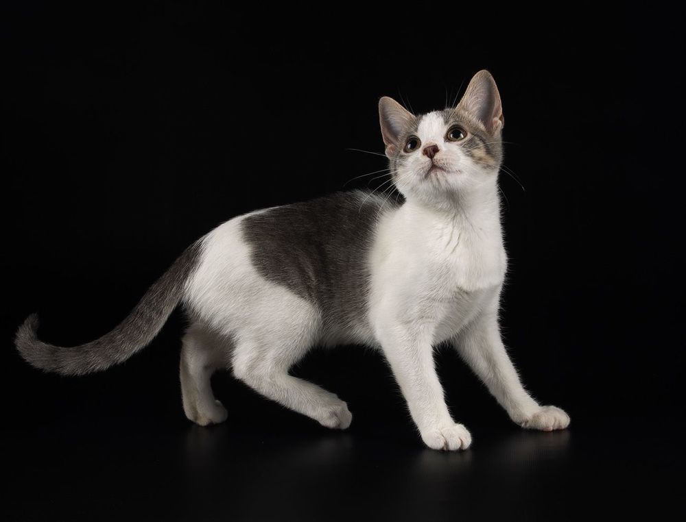 Kitten Sage. Котенок Сэйдж