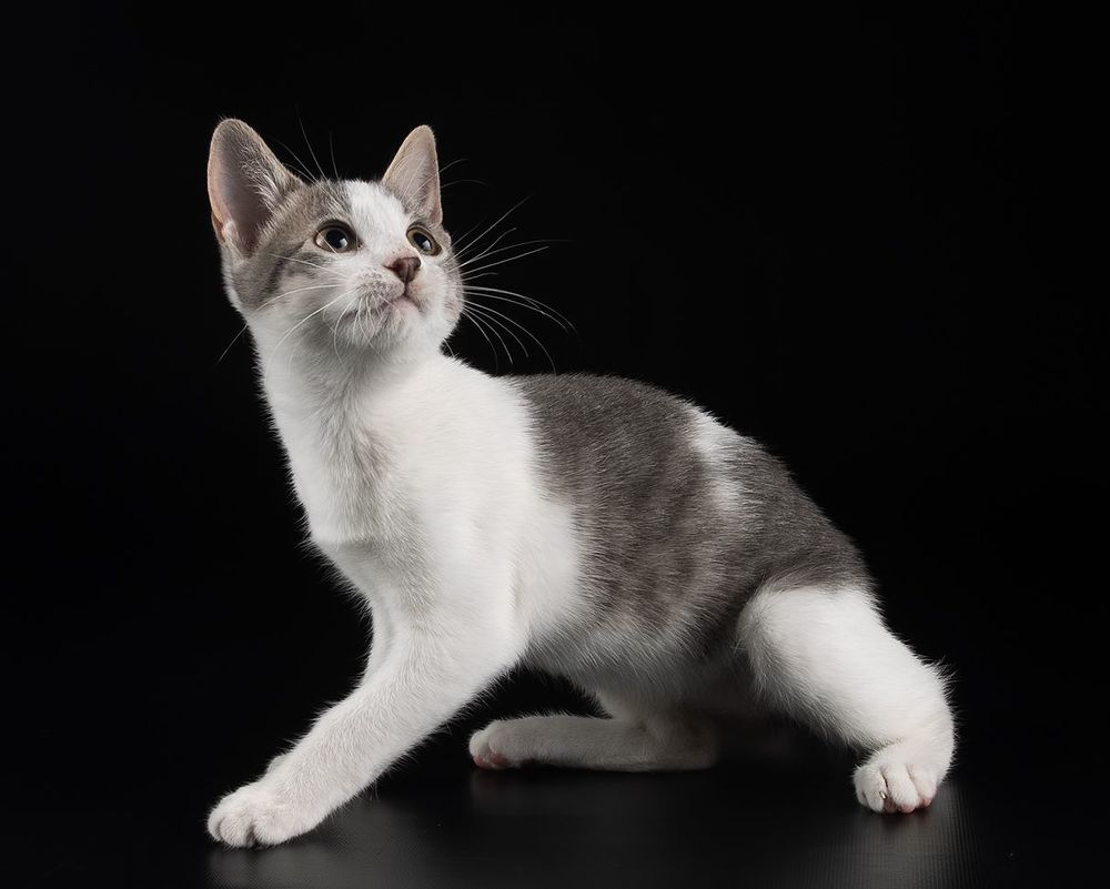Kitten Sage. Котенок Сэйдж