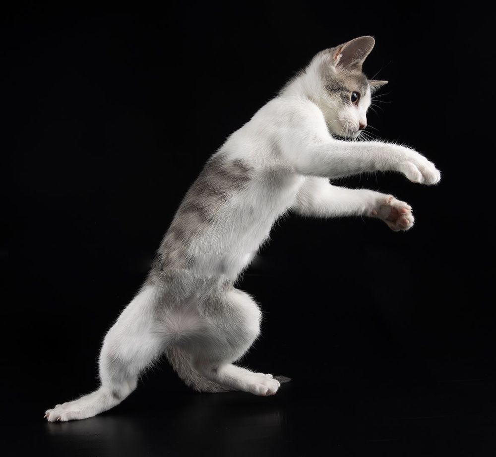 Kitten Sage. Котенок Сэйдж
